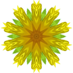 SunflowerKaleidoscope12