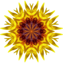 SunflowerKaleidoscope18