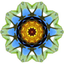 SunflowerKaleidoscope22