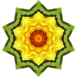 SunflowerKaleidoscope25