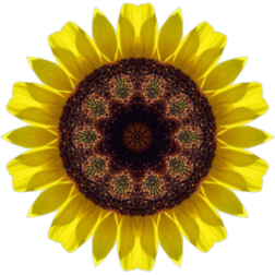 SunflowerKaleidoscope4