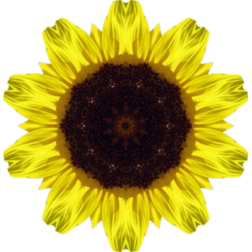 SunflowerKaleidoscope5