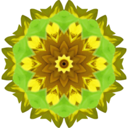 SunflowerKaleidoscope6