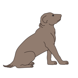 The dog tries to understand what the owner is saying 2
