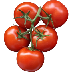 Tomatoes
