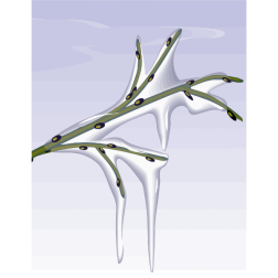 Tree27