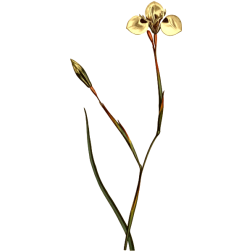 TridentPetaledMoraea