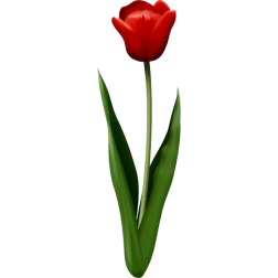 Tulip2