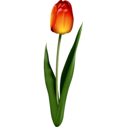 Tulip3