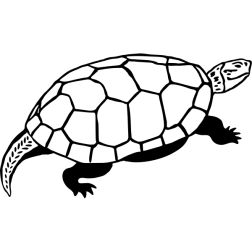 Turtle3