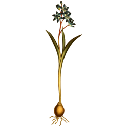 Two-LeavedSquil