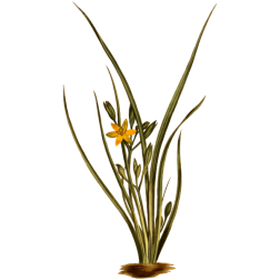 UprightHypoxis
