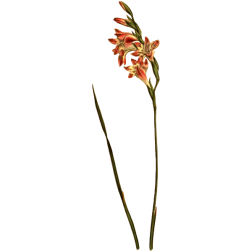 VariegatedShaggyCornflag