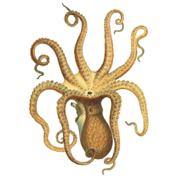 Vintage octopus