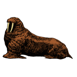 Walrus 2