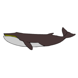 Whale IV
