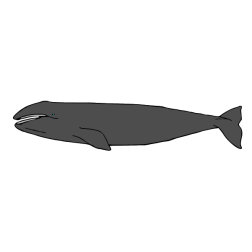 Whale V