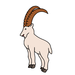 Wild goat