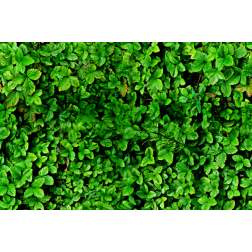 WildStrawberry2