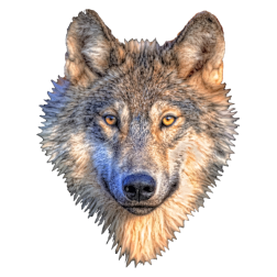 Wolf Head