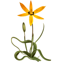 YellowFloweredStarHypoxis