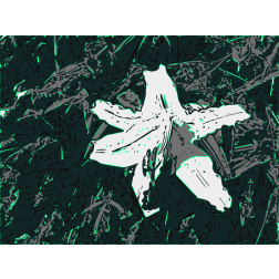 Night Flower