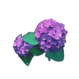 Hydrangea plant