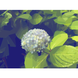 Blooming Hydrangea