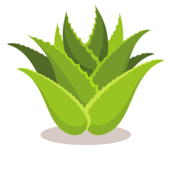 Aloe vera green leaves