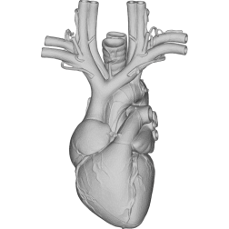 Anatomical Heart 3D