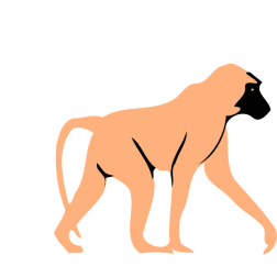 Baboon animal