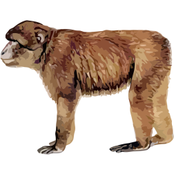 Barbary ape