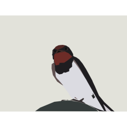 barn swallow