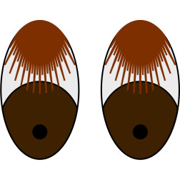 Bashful Eyes and Brown Lashes