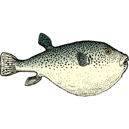 Blowfish image