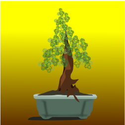 Bonsai plant
