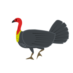 brushturkey