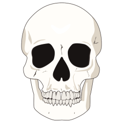 White skull-1635536980