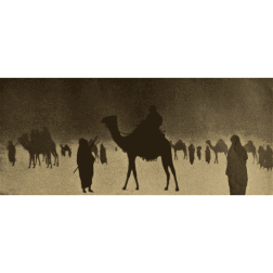 camels