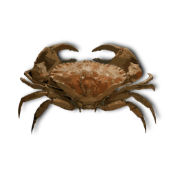 Crab-1643925970