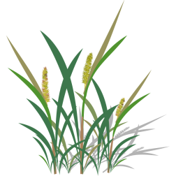 Leaves of grass-1653689629