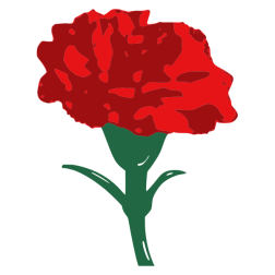Carnation