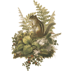 Chipmunk and Ferns