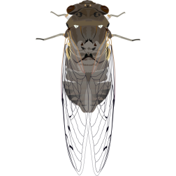cicada