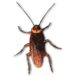 Cockroach vector image