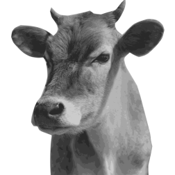 Cow head