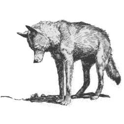 Alone coyote