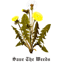 Dandelion flowers