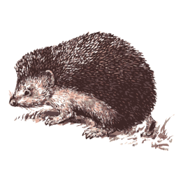 Hedgehog image