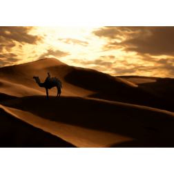 Desert Dunes with A Camel